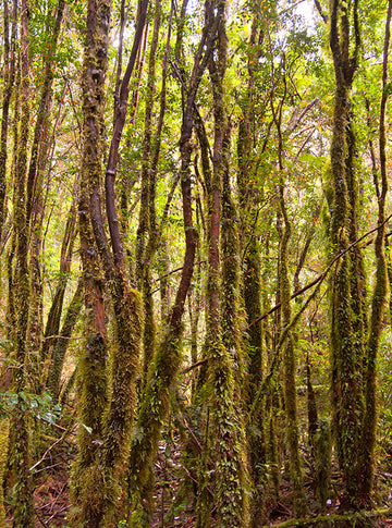 ¡Somos una Empresa CarbonNeutral®!