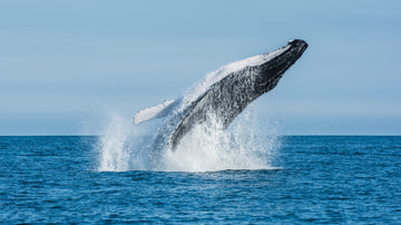 Ballenas_Azules_Ladera_Sur_Karun_Portada