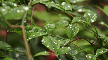 Objetivos_De_Desarrollo_Sustentable_Blog_Karun