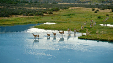 La nueva Red de Parques de la Patagonia